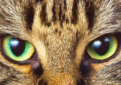 Sostieni l'oasi felina di Pianoro