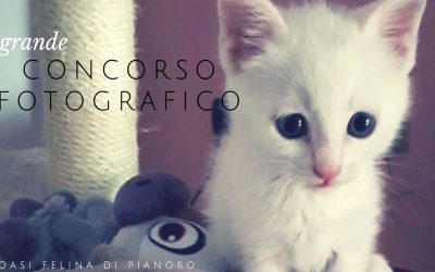 Concorso Fotografico