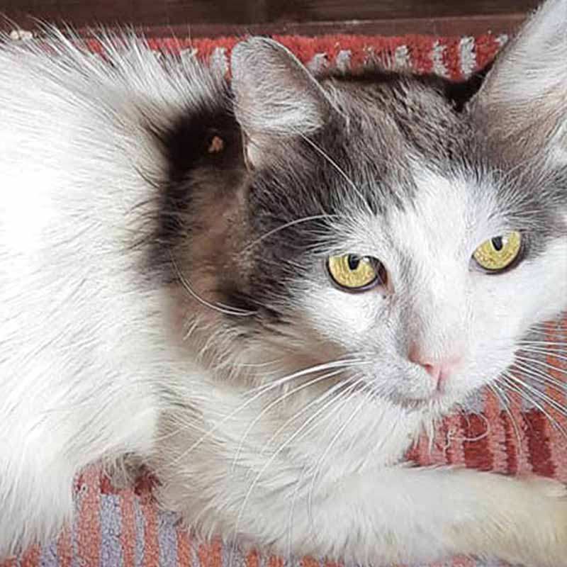 merlino