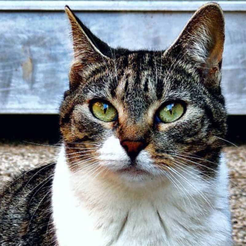 tina