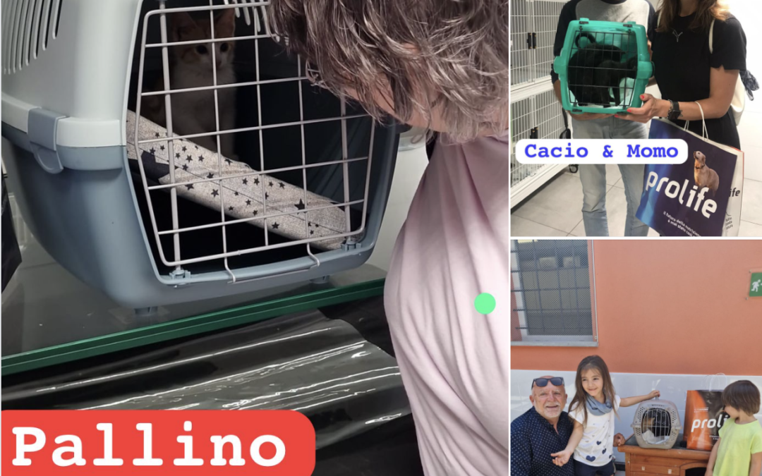 Pallino, Minosse e Circe, Cacio e Momo