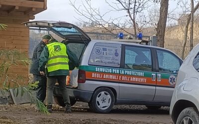 20 gatti in situazione gravissima liberati e affidati all’Oasi