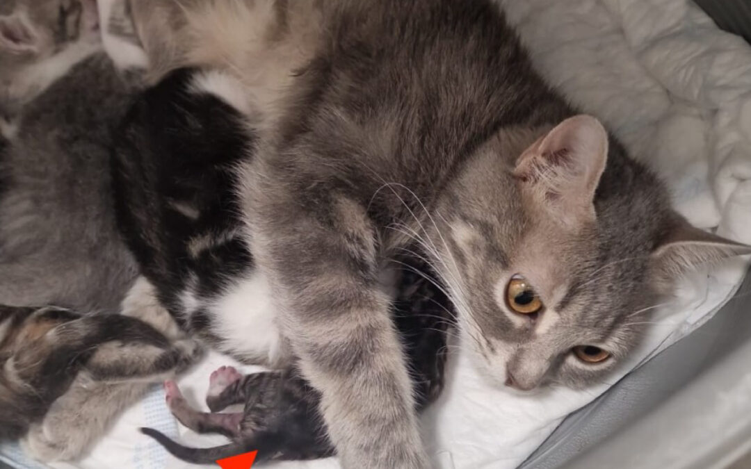 Quello che gli animali possono insegnarci