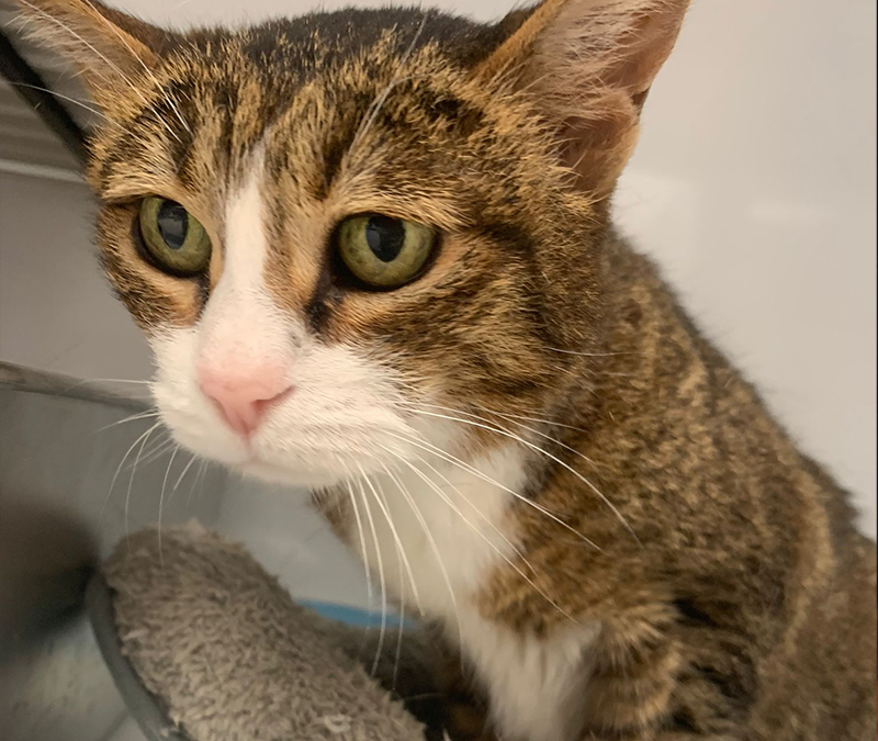 Gertrude, dal cuore stropicciato