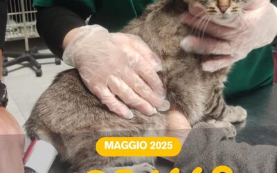 Abbasso la pressione!